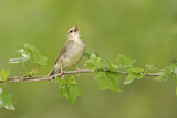 Image. Swainson's Warbler