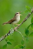 Image. Swainsonwaldsänger