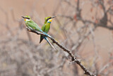 Image. Swallow-tailed Bee-eater