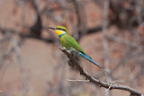 Image. Swallow-tailed Bee-eater
