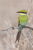 Image. Swallow-tailed Bee-eater