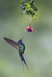 Image. Swallow-tailed Hummingbird