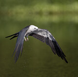 Image. Swallow-tailed Kite