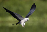 Image. Swallow-tailed Kite