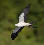 Image. Swallow-tailed Kite