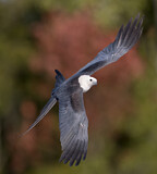 Image. Swallow-tailed Kite