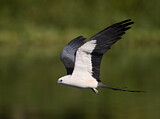 Image. Swallow-tailed Kite