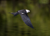Image. Swallow-tailed Kite