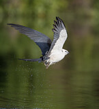 Image. Swallow-tailed Kite