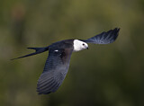 Image. Swallow-tailed Kite