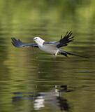 Image. Swallow-tailed Kite