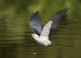 Image. Swallow-tailed Kite