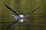 Image. Swallow-tailed Kite