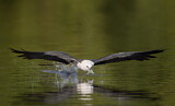 Image. Swallow-tailed Kite