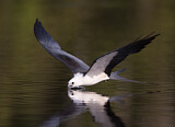 Image. Swallow-tailed Kite