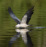 Image. Swallow-tailed Kite