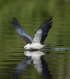 Image. Swallow-tailed Kite