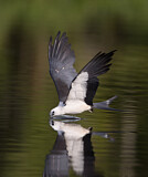 Image. Swallow-tailed Kite