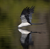 Image. Swallow-tailed Kite