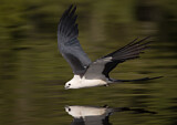 Image. Swallow-tailed Kite