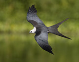 Image. Swallow-tailed Kite