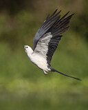Image. Swallow-tailed Kite