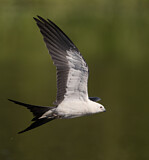 Image. Swallow-tailed Kite