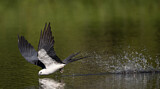 Image. Swallow-tailed Kite