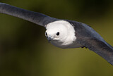 Image. Swallow-tailed Kite