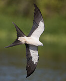 Image. Swallow-tailed Kite