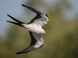 Image. Swallow-tailed Kite