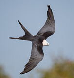 Image. Swallow-tailed Kite