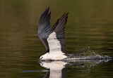 Image. Swallow-tailed Kite