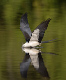 Image. Swallow-tailed Kite