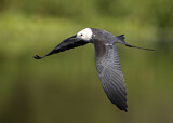 Image. Swallow-tailed Kite