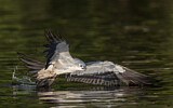 Image. Swallow-tailed Kite