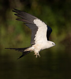 Image. Swallow-tailed Kite