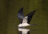 Image. Swallow-tailed Kite