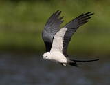 Image. Swallow-tailed Kite
