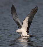 Image. Swallow-tailed Kite