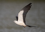 Image. Swallow-tailed Kite