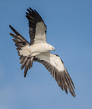 Image. Swallow-tailed Kite
