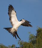 Image. Swallow-tailed Kite
