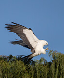 Image. Swallow-tailed Kite