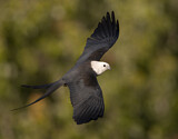 Image. Swallow-tailed Kite