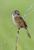 Image. Swamp Sparrow