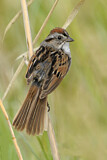 Image. Swamp Sparrow