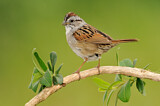 Image. Swamp Sparrow