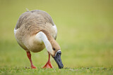 Image. Swan Goose