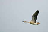 Image. Swan Goose